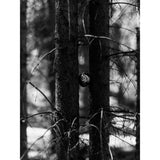 Bellure Baubles gallery 2
