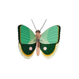 Fern Striped Butterfly Wall Art
