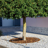 Tree Hugger Outdoor LED Spot Light 5 Lights By ET2 - Lifestyle View5