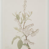 Crema Medium Walnut By Renwil