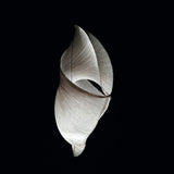 Babadul Floor Lamp By Ingo Maurer