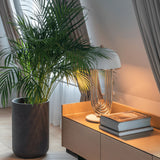 Gold Plated Turner Table Lamp by Delightfull