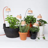 Chlorophyll Bulbo Table Lamp by Linea Light, Finish: Azure, Pink-Ai Lati, Terracotta, , | Casa Di Luce Lighting