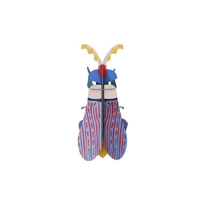 Striped Wing Beetle Wall Art