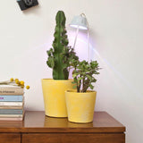 Chlorophyll Bulbo Table Lamp by Linea Light, Finish: Azure, Pink-Ai Lati, Terracotta, ,  | Casa Di Luce Lighting