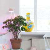 Chlorophyll Bulbo Table Lamp by Linea Light, Finish: Pink-Ai Lati, ,  | Casa Di Luce Lighting